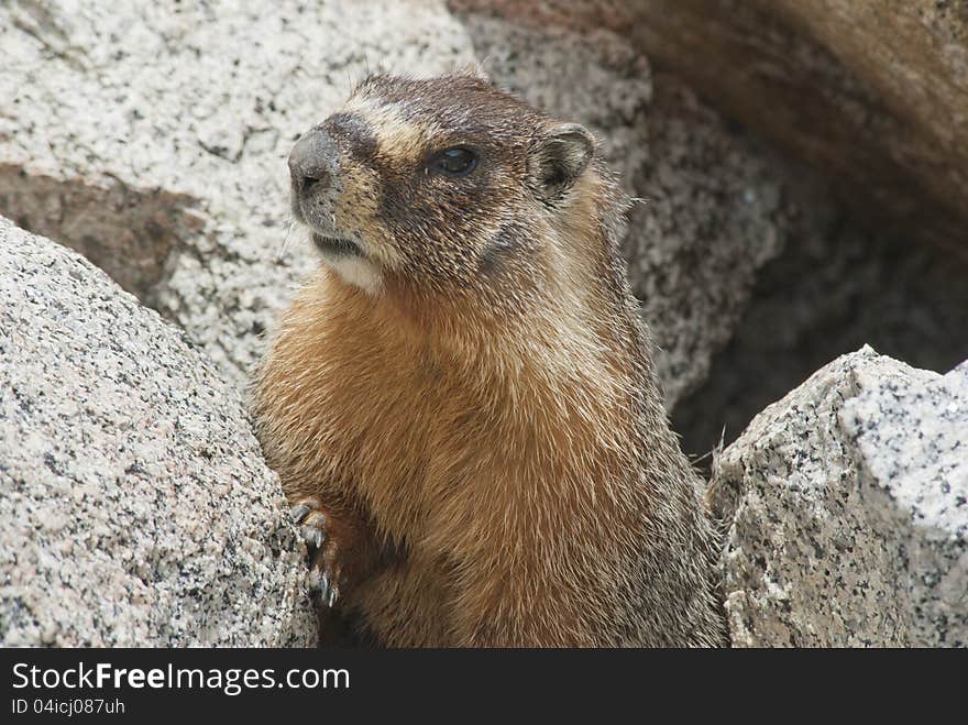 High Sierra Marmot