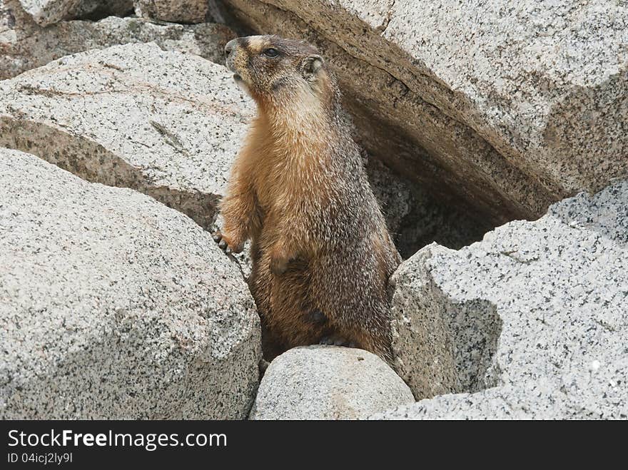 A yellow-bellied marmot, (marmota petromarmota), peeks out from is burrow in rocks at the Whitney Portal Campground in the eastern Sierra Nevada Mountains of California. A yellow-bellied marmot, (marmota petromarmota), peeks out from is burrow in rocks at the Whitney Portal Campground in the eastern Sierra Nevada Mountains of California