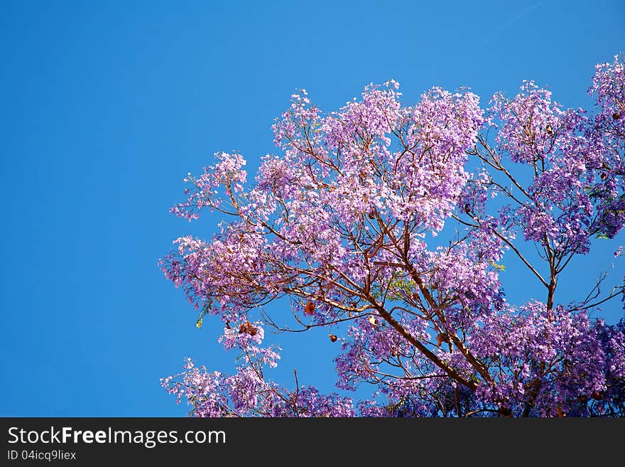 Violet tree at spring - Corfu, Greece