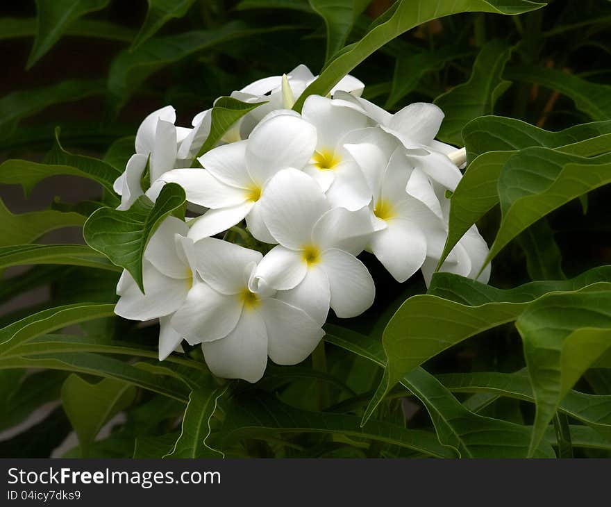 White Frangipanis or plumeria in natural environment on leaves background. White Frangipanis or plumeria in natural environment on leaves background