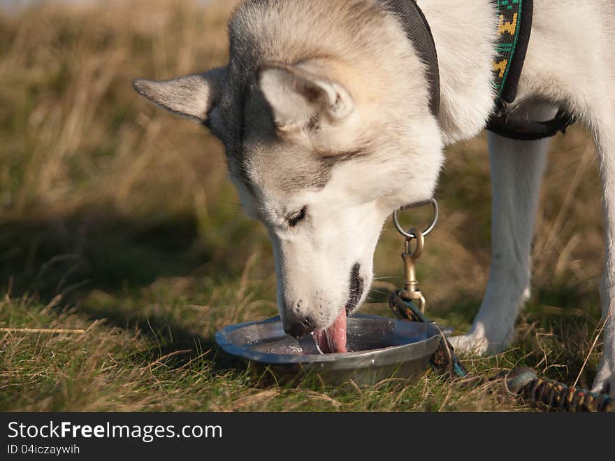 Siberian husky dog eating from a bowl