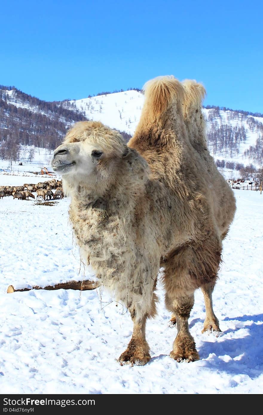 Camel in the winter in the Altai