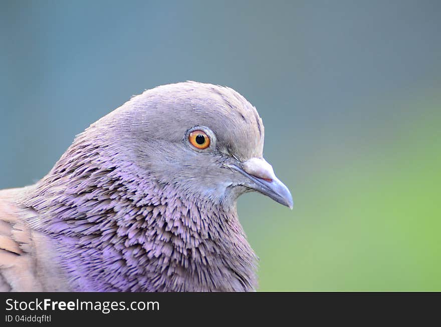 Pigeon