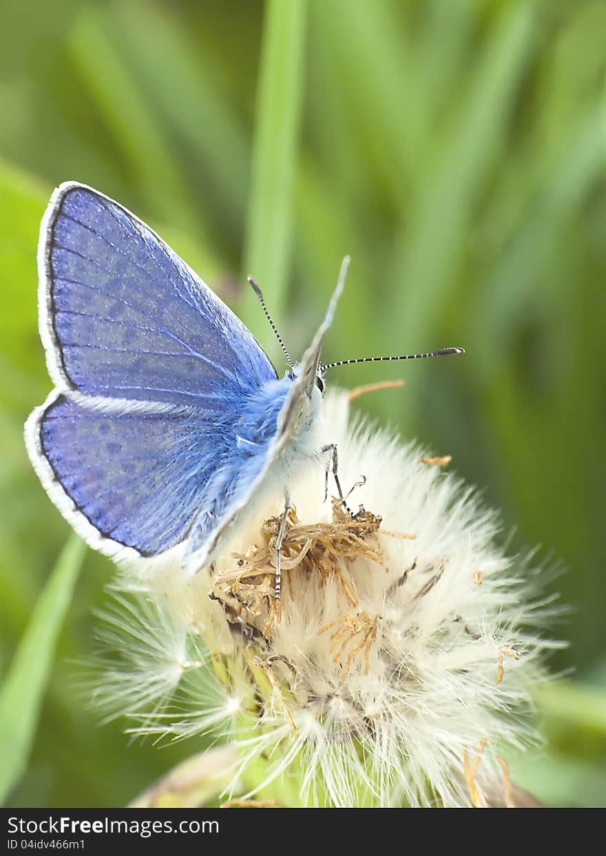 Blue Butterfly On A Dandelion