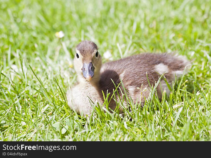 Duckling Mandarin Duck