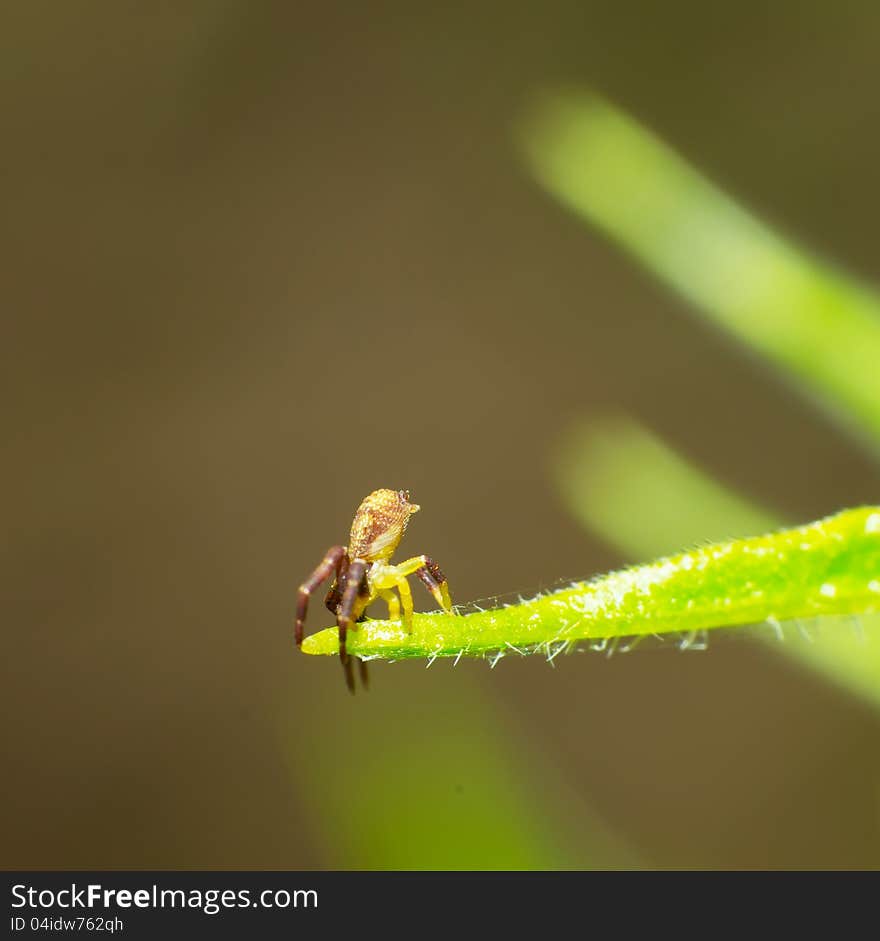 The Thomisidae inverted woven spider web.