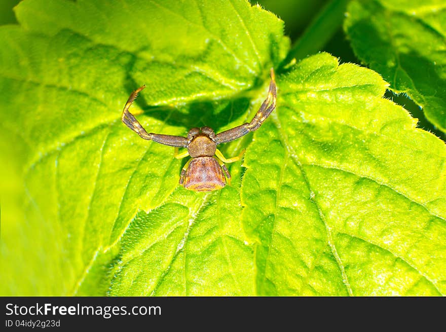 Thomisidae