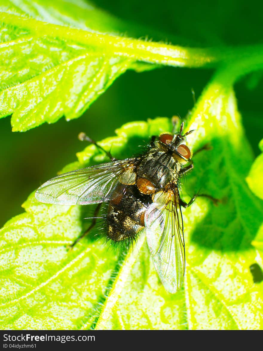 Fly in the green leaf.