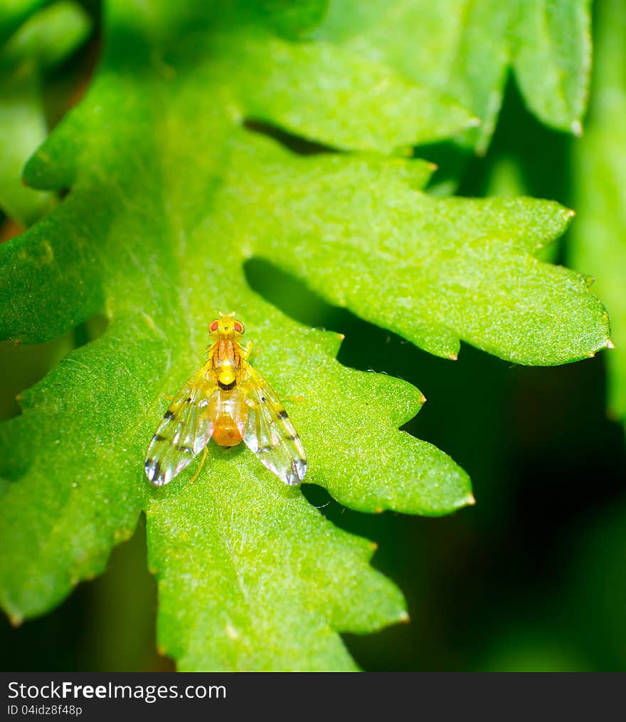 Drosophila