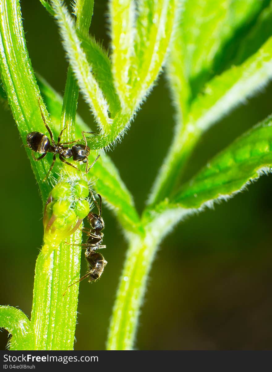 Two black the ant on the green leaf.