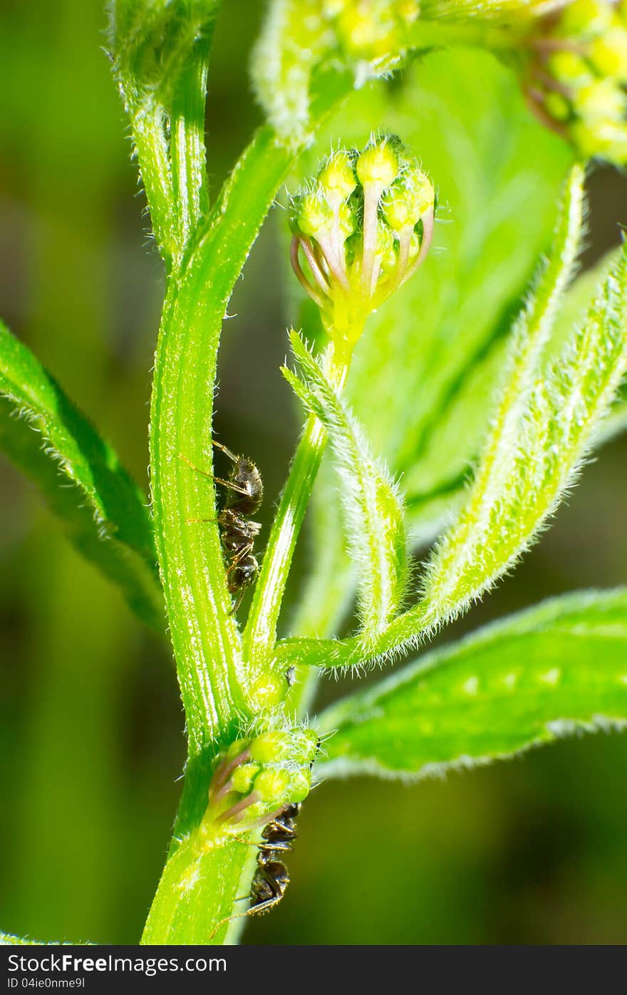 Two black the ant on the green leaf.