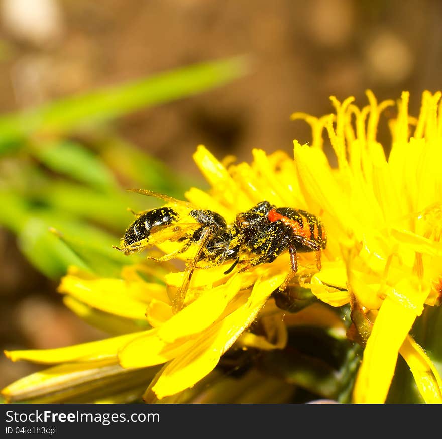 Crab spider and its prey. Crab spider and its prey