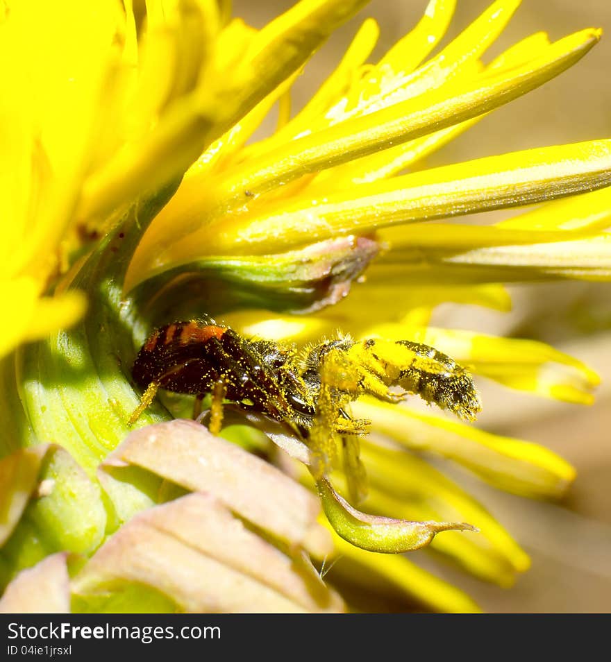 Crab Spiders Prey