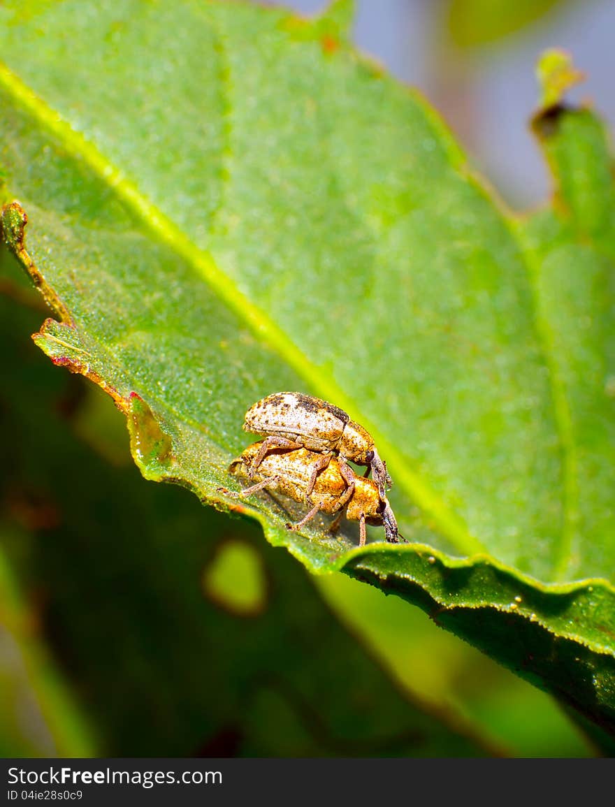 In the breeding season of shieldbug