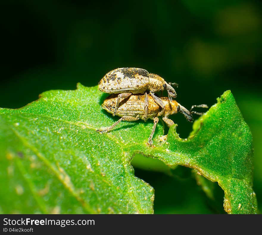 In the breeding season of shieldbug