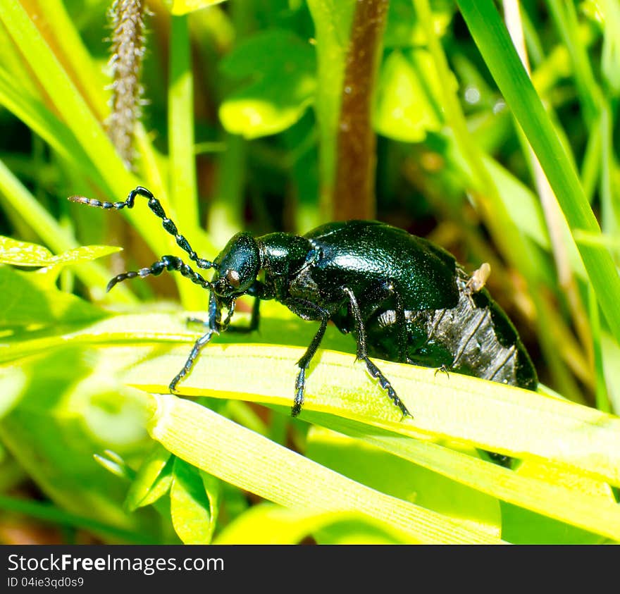 Close up of the beetle (Meloe sp. violatus) eating to leaf among a grass.