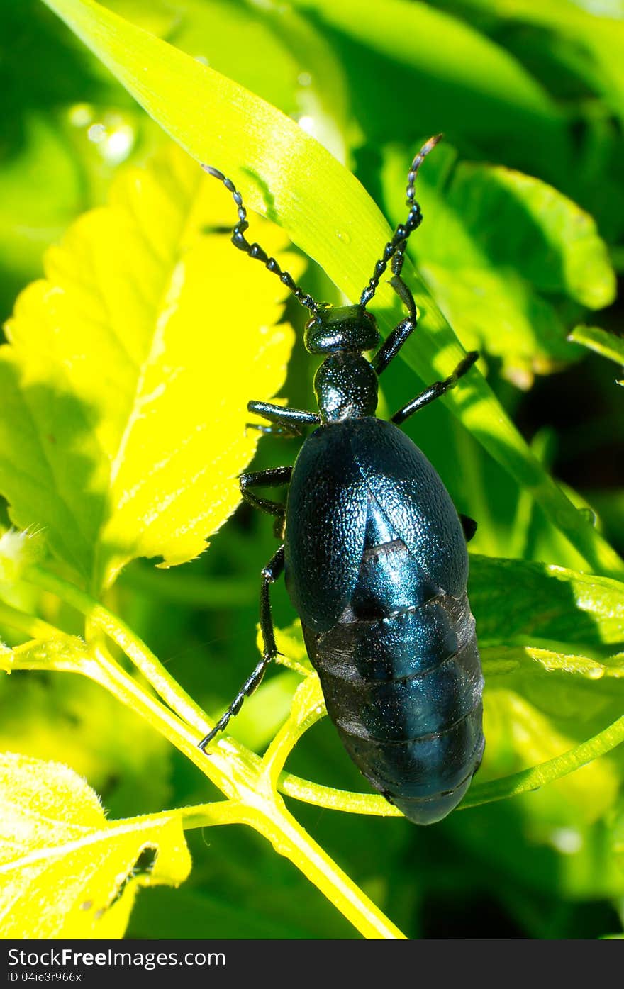 Close up of the beetle (Meloe sp. violatus) eating to leaf among a grass.