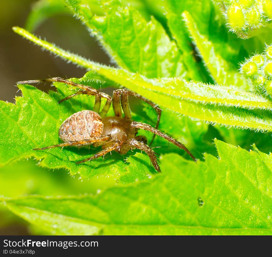 The spider was resting in the leaves below.