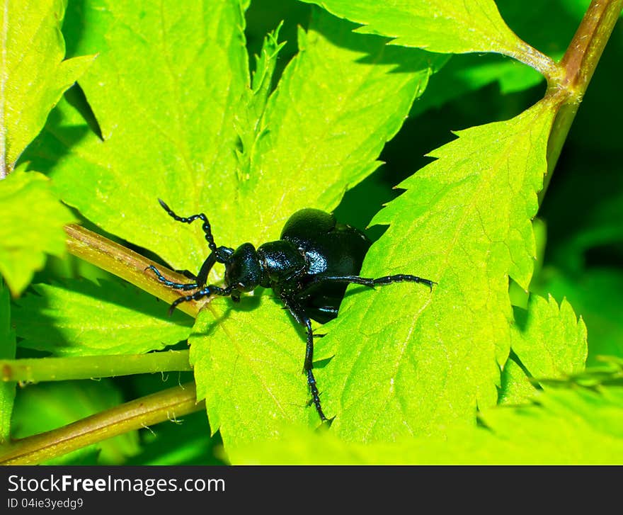 Close up of the beetle (Meloe sp. violatus) eating to leaf among a grass.