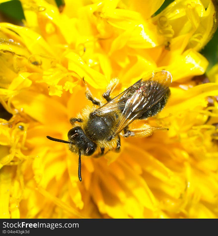 Bee working on yellow dandelion.