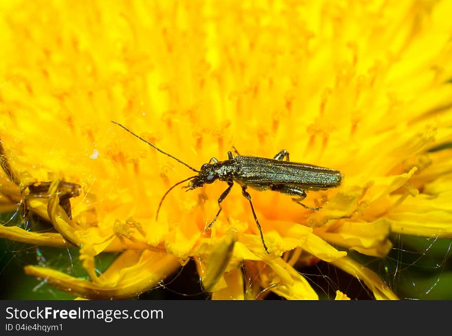 Oedemeridae