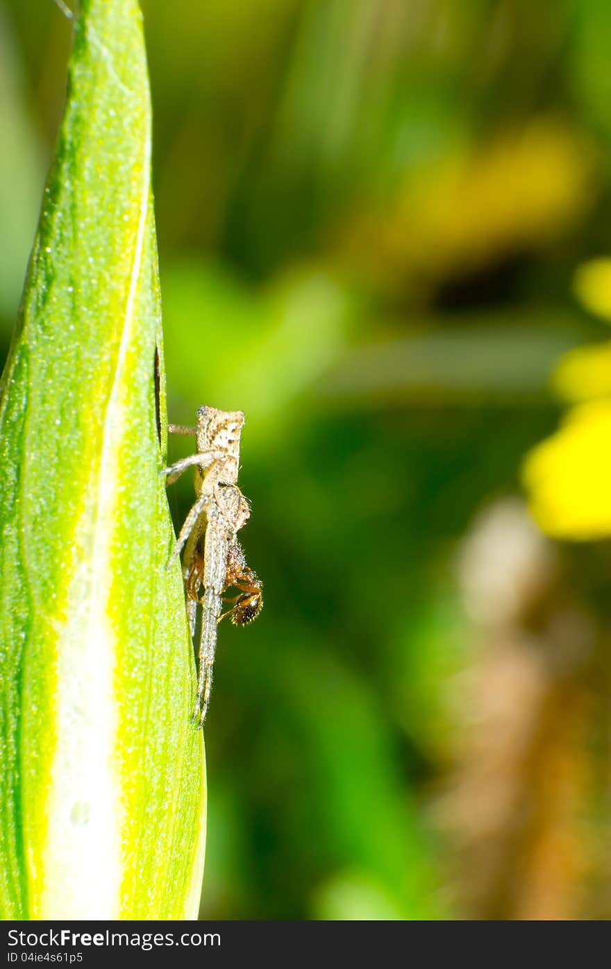 The Thomisidae capture an ant. The Thomisidae capture an ant