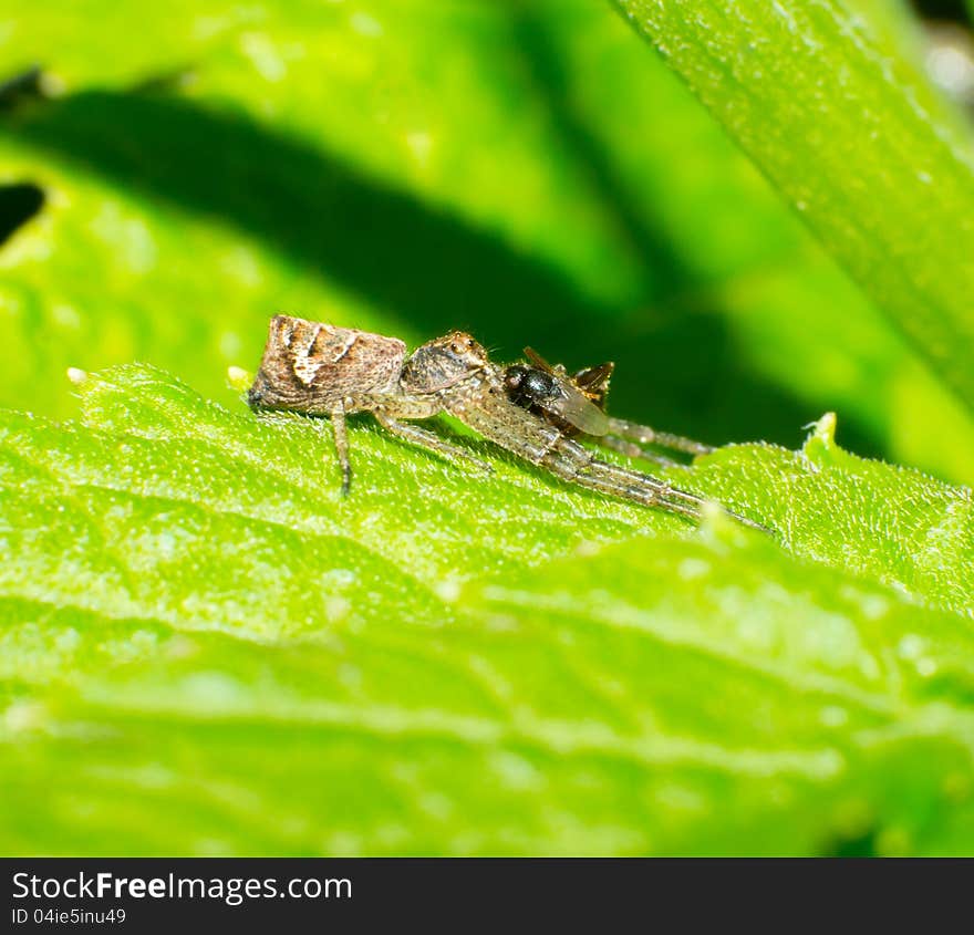 The crab spider prey to an ant and a fly. The crab spider prey to an ant and a fly