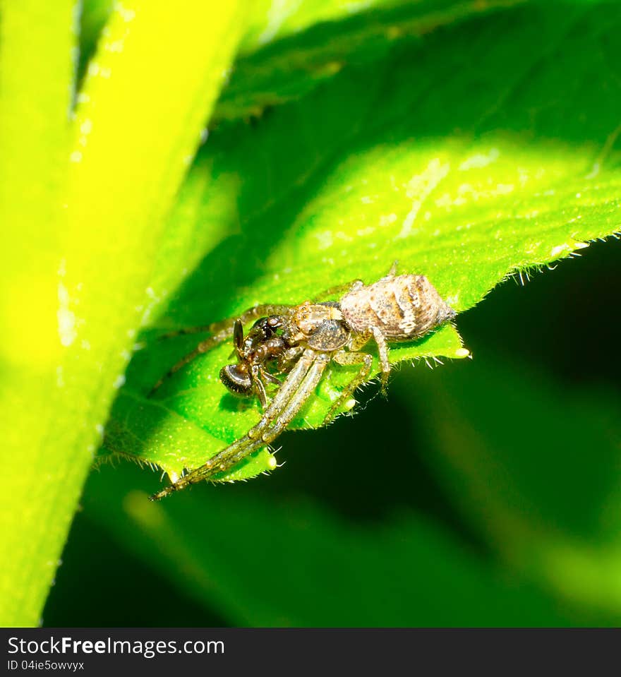 Lunch of crab spiders