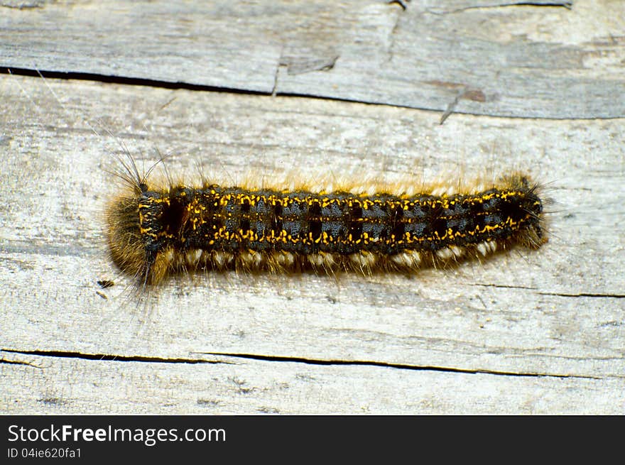 Gypsy moth caterpillar crawls along the wood