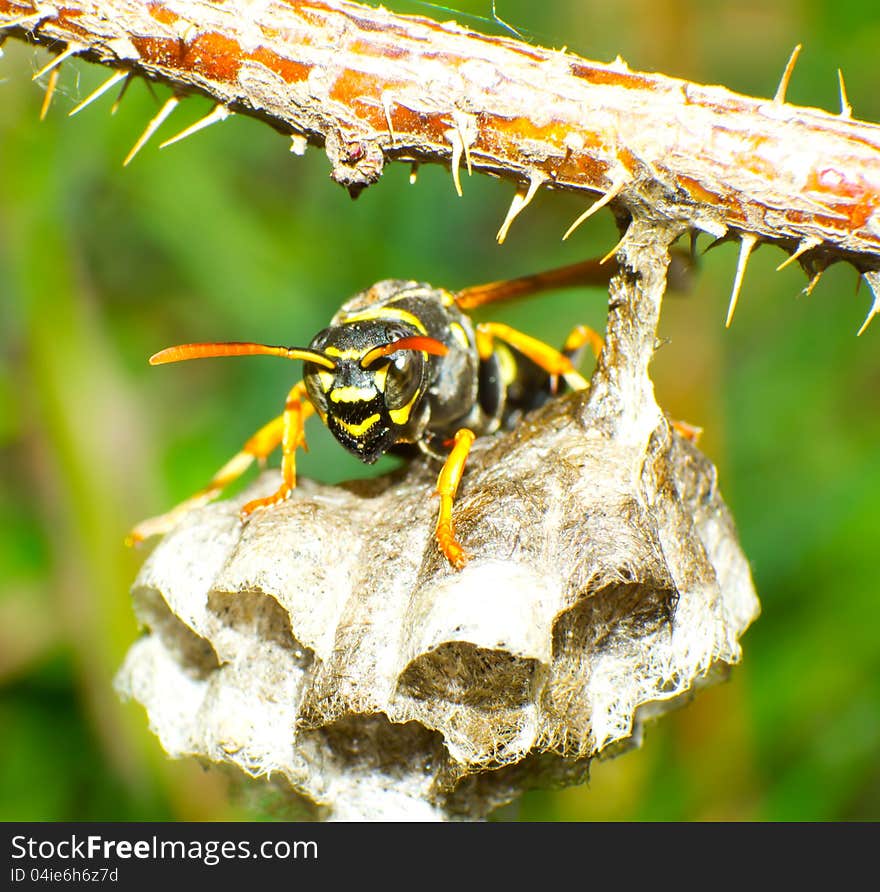 Wasp is protects the house.