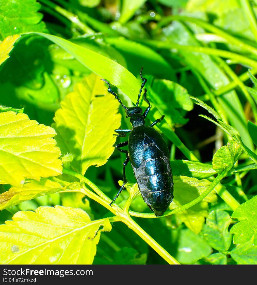 Close up of the beetle (Meloe sp. violatus) eating to leaf among a grass.