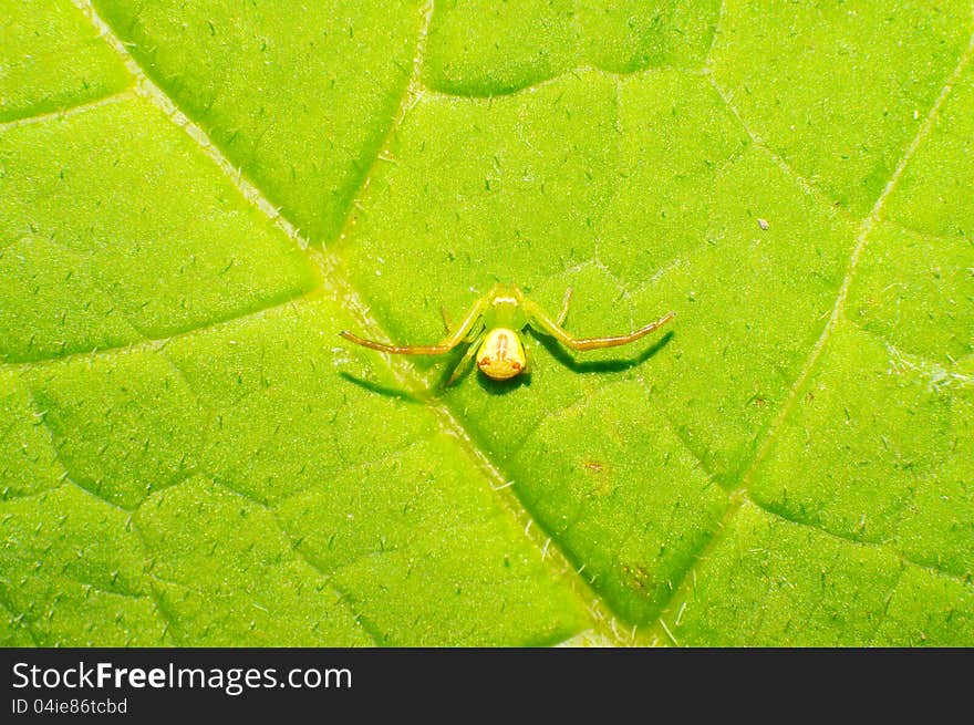 Thomisidae