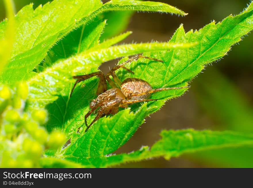 The spider was resting in the leaves below.