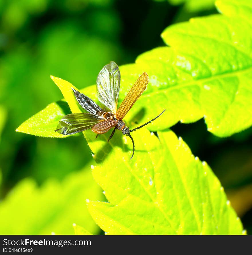 Oedemeridae fly