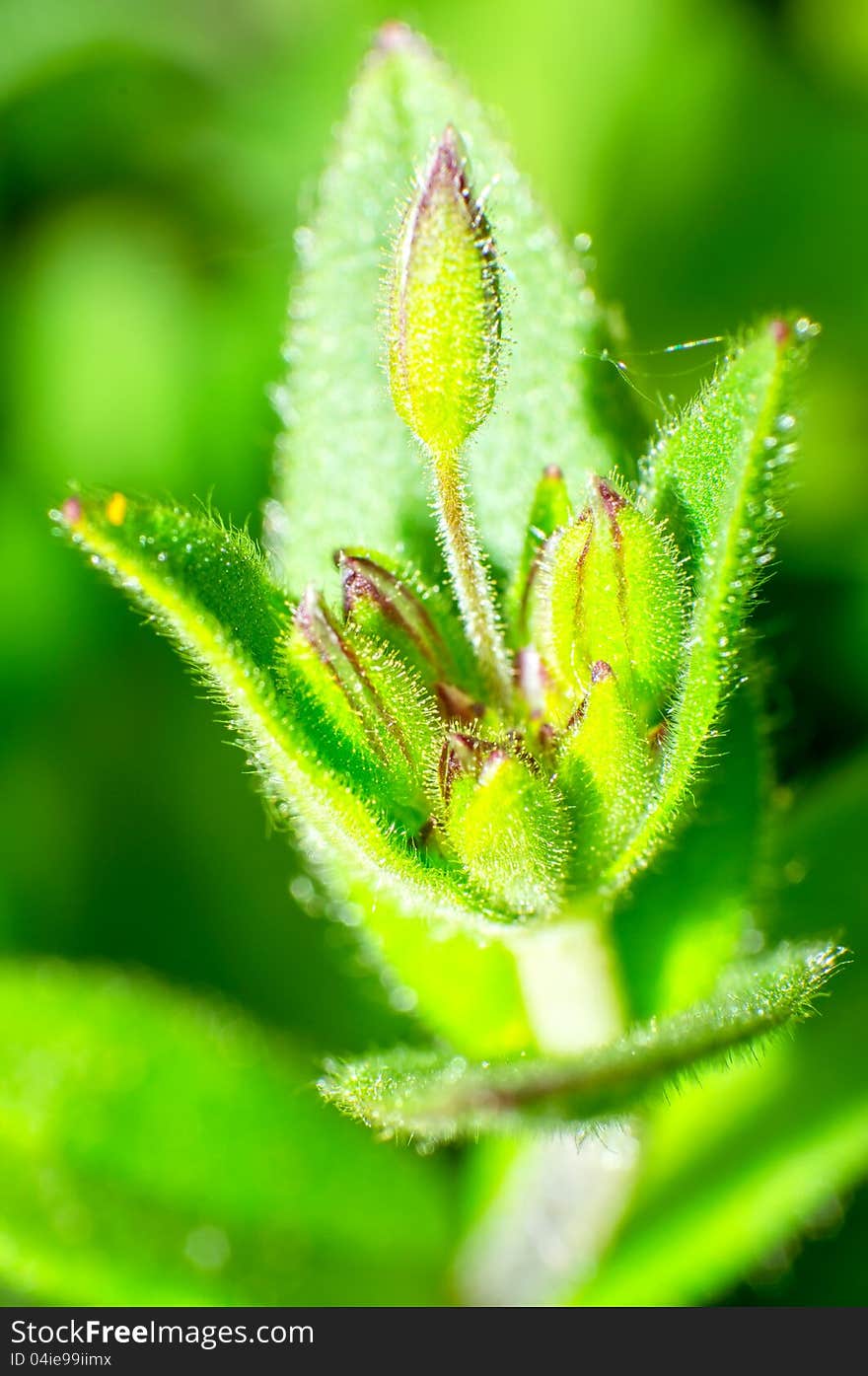 Spring Plant