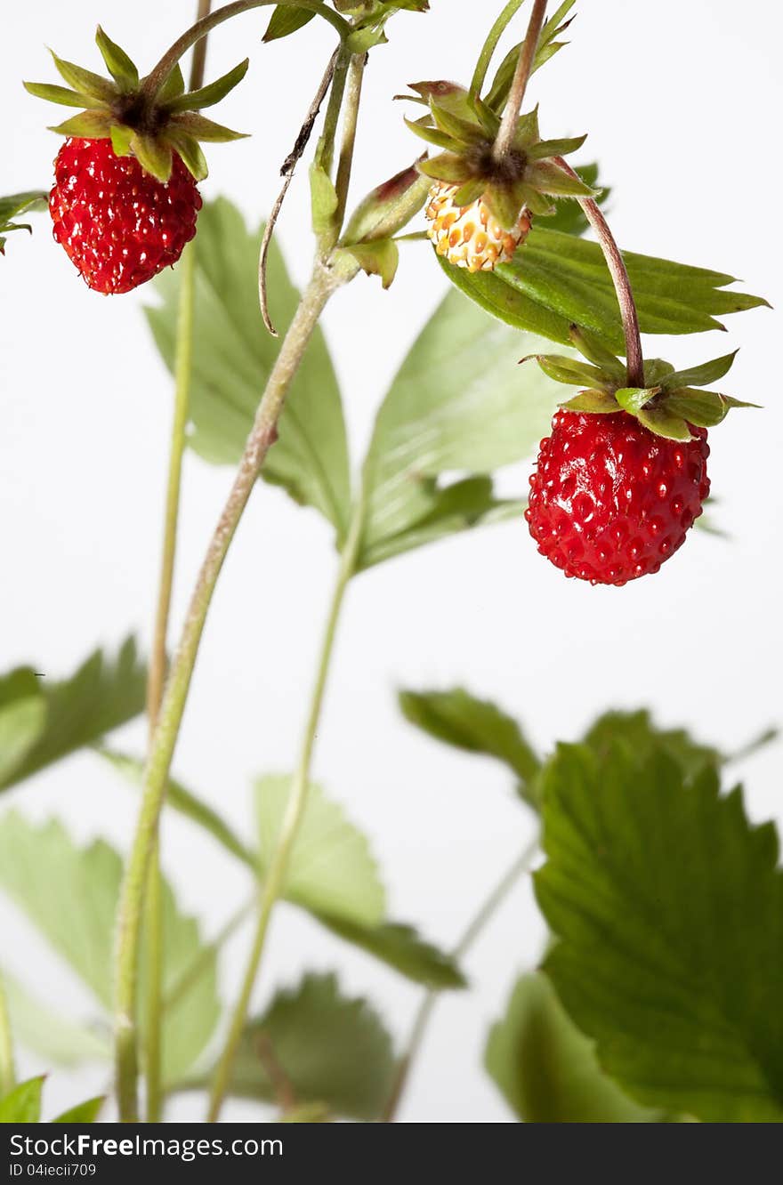 Wild strawberry on white background. Wild strawberry on white background