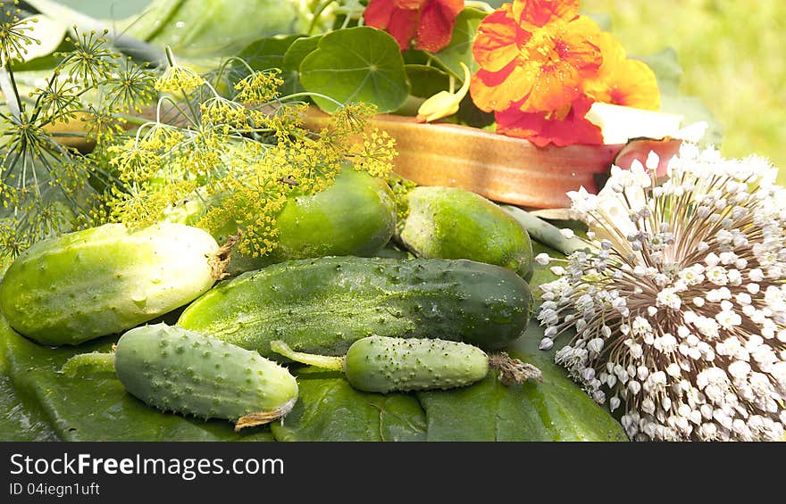 Cucumbers and other greens lays on a table. Cucumbers and other greens lays on a table