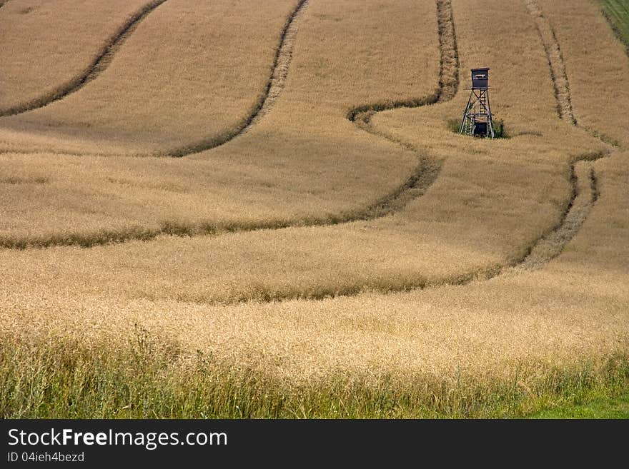 Ripe oat field, hidden away in the hunter