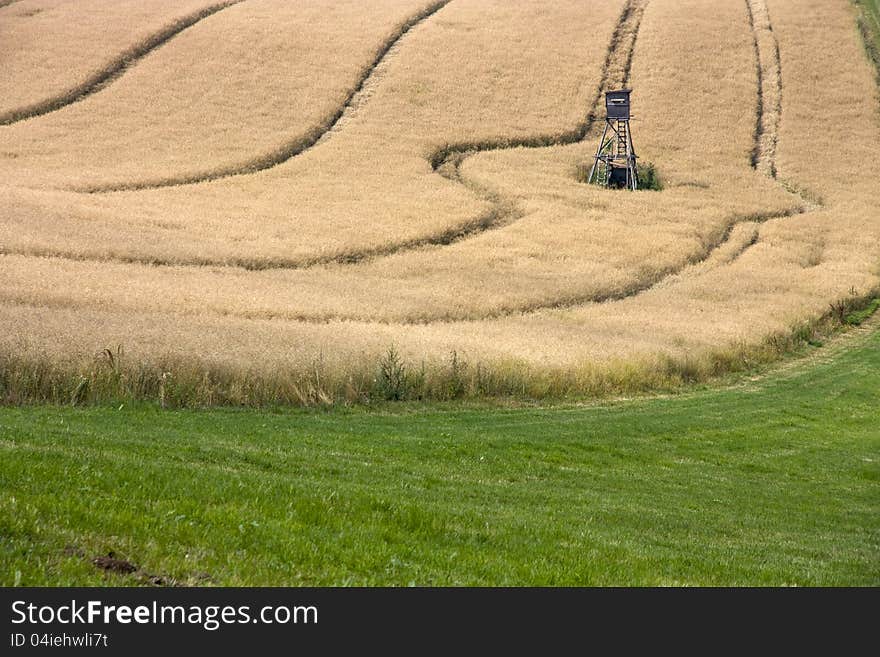 Field with oats