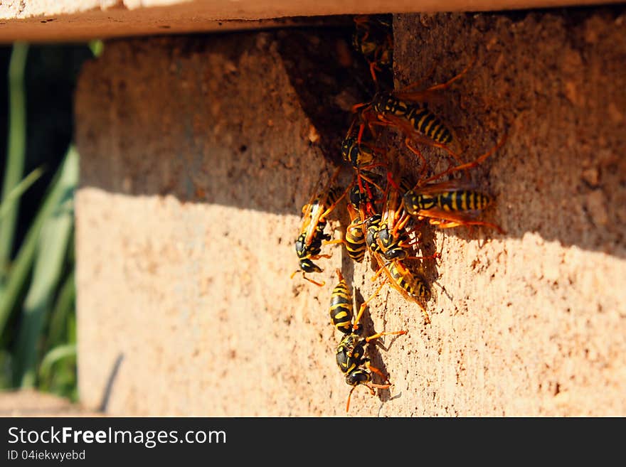 Wild wasps in the nest