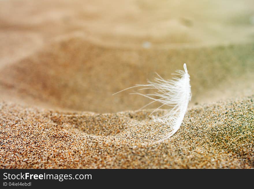 Feather on sand