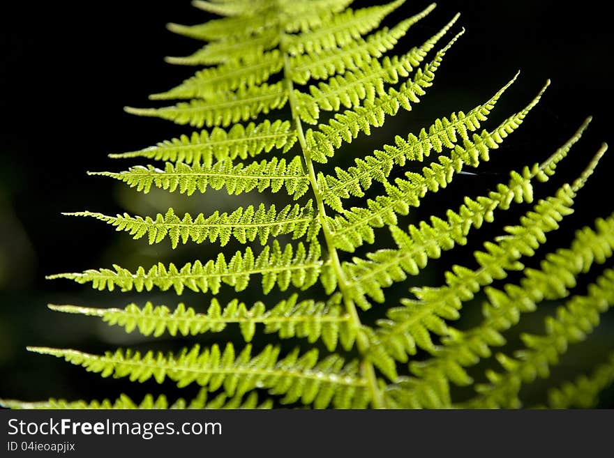 Green fern