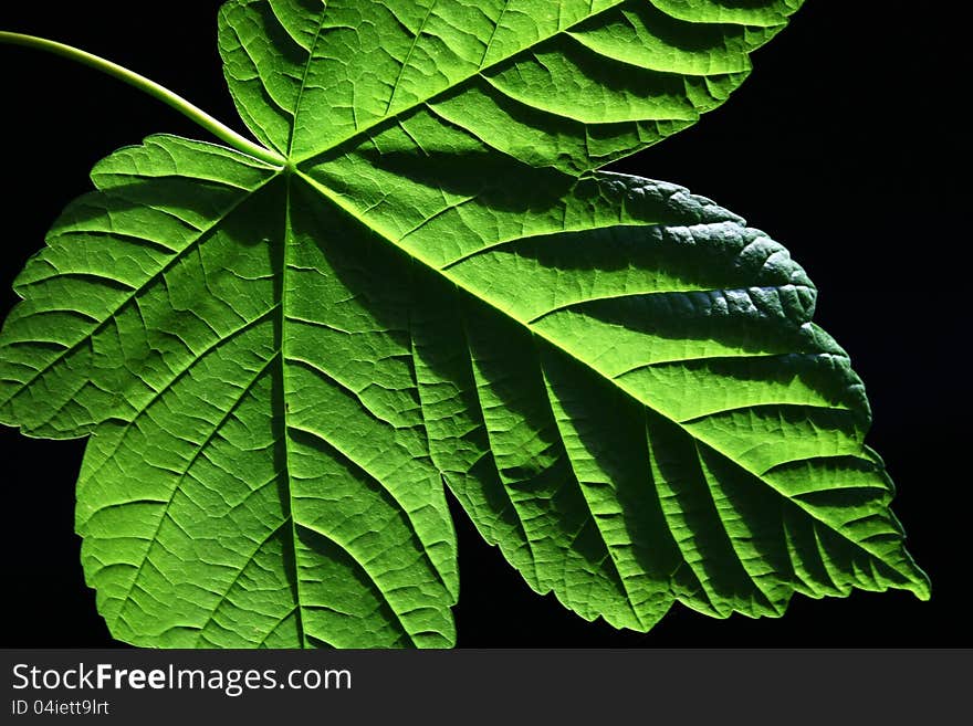 Detail of a maple leaf on a black background. Detail of a maple leaf on a black background