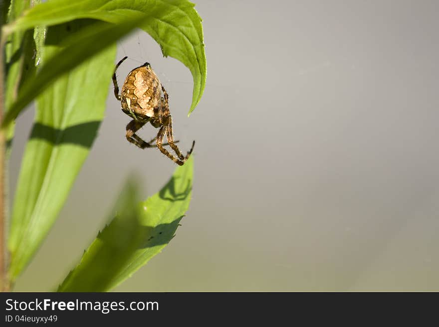 Yellow spider is suspended between listama on a gray background