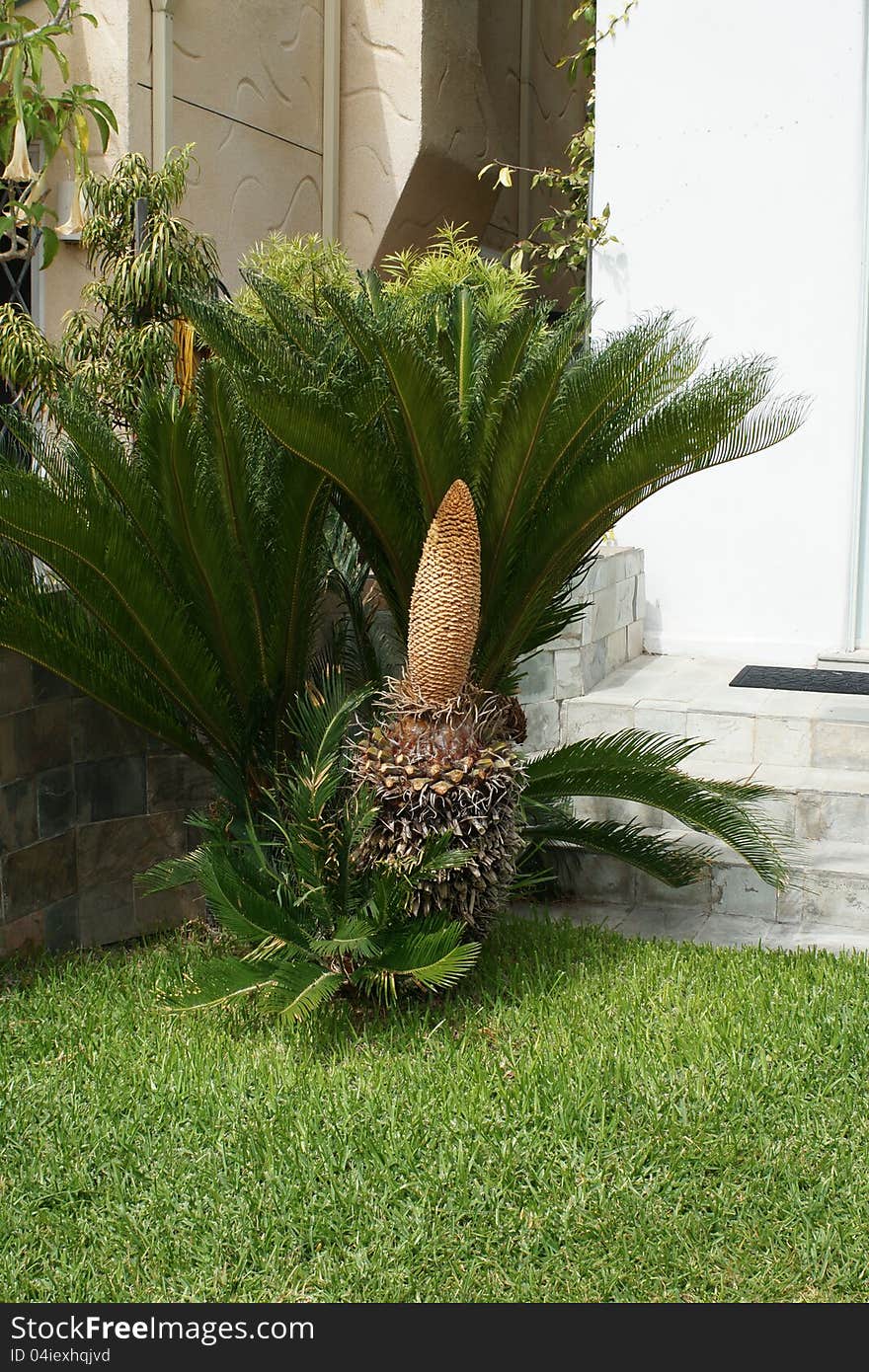 Short palm tree in garden with other plants and residential steps and buildings in the background. Short palm tree in garden with other plants and residential steps and buildings in the background.