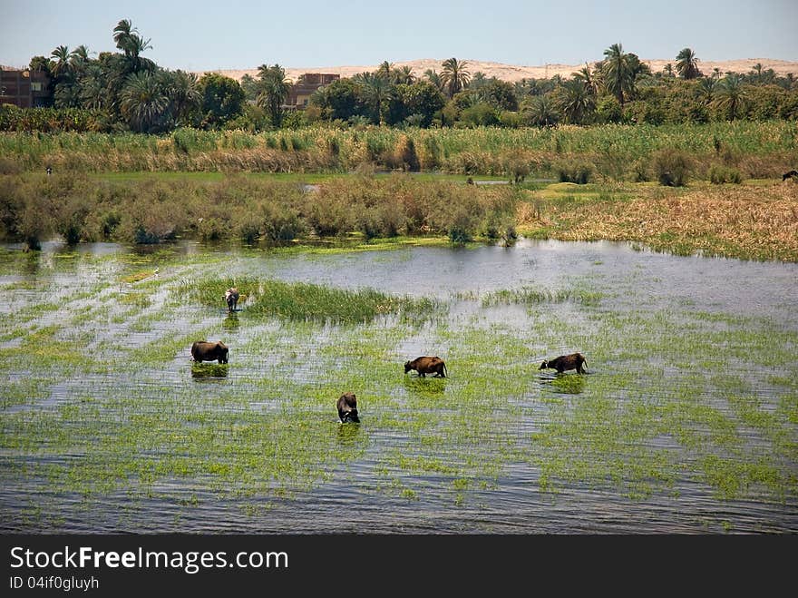 Mammal animal, cows, gnu and others are refreshing and drinking on Nile shore in Egypt near The Cairo. Mammal animal, cows, gnu and others are refreshing and drinking on Nile shore in Egypt near The Cairo