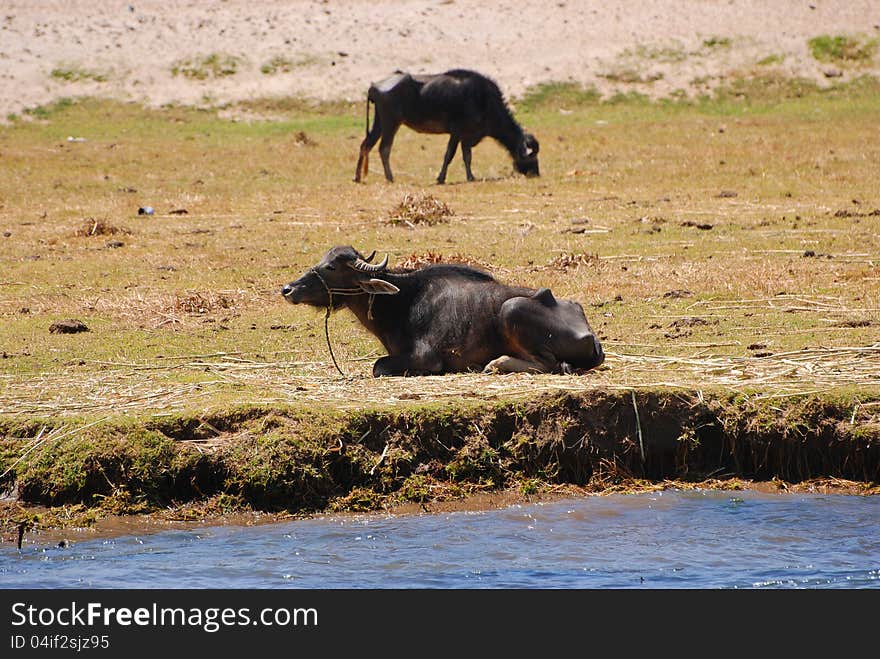 Wildebeest resting on nile river shore, in Egypt