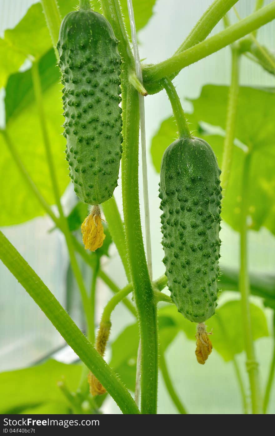 Two cucumber