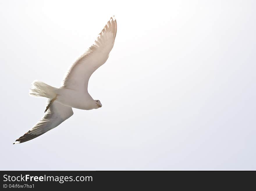 Blue sky, ocean and flaying seagull