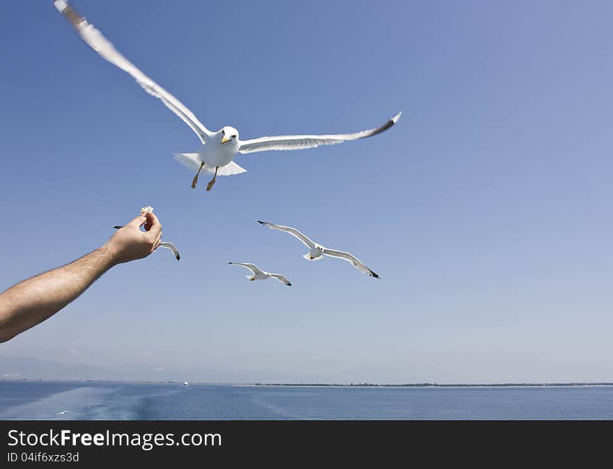 Feeding Seagulls